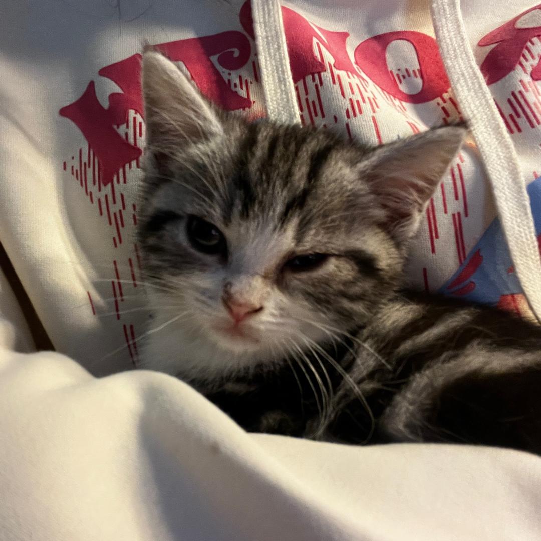 Loy_（宇宙超级无敌快乐版）