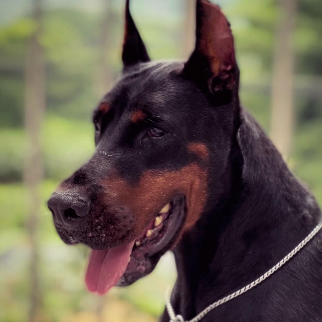ManSa Doberman