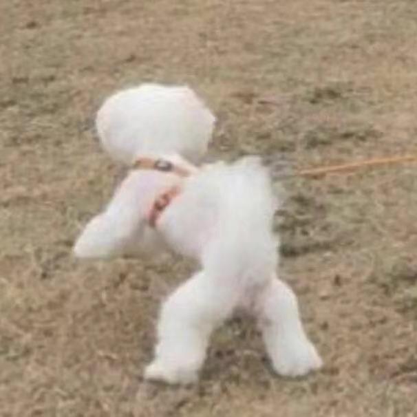 小黄不是狗.
