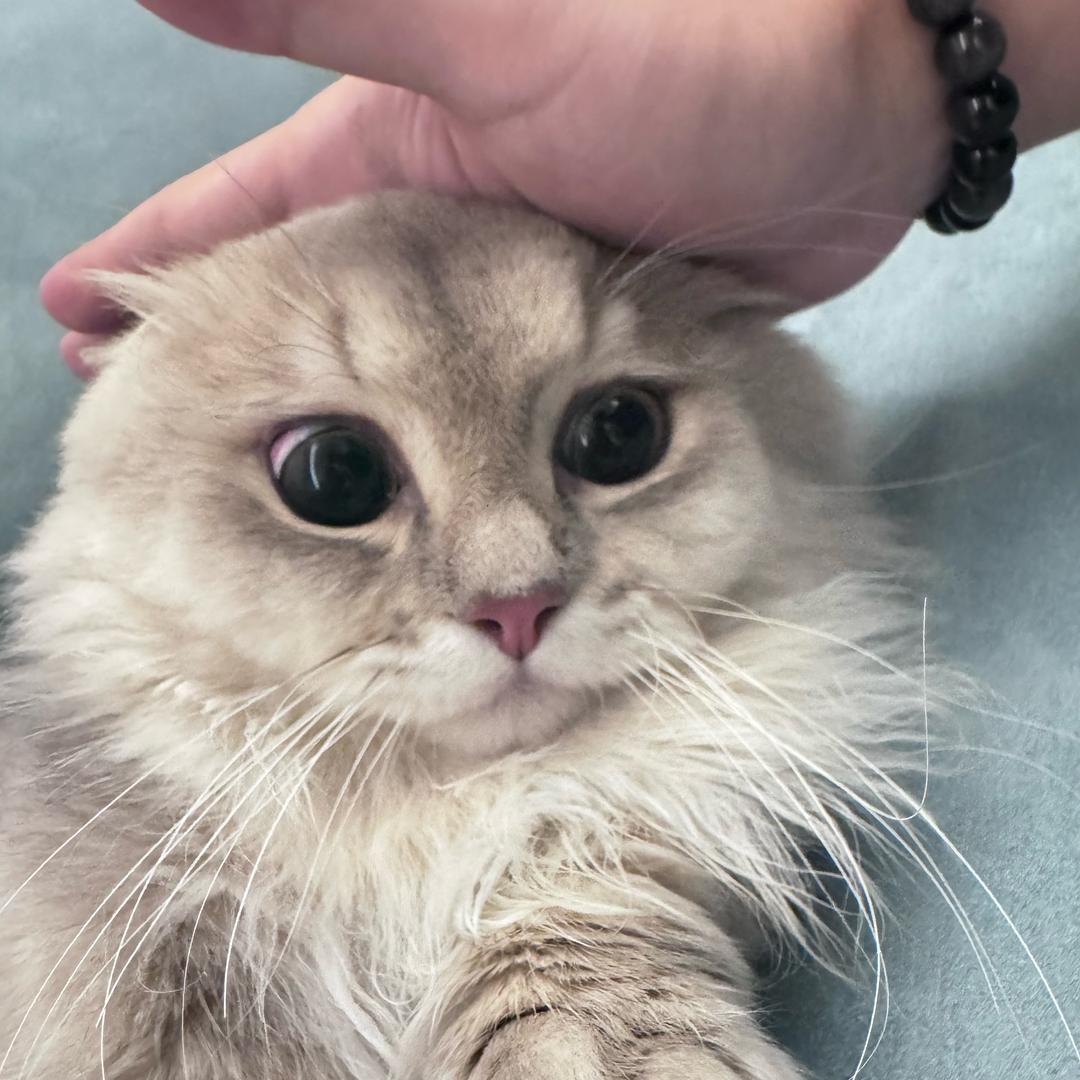 西西