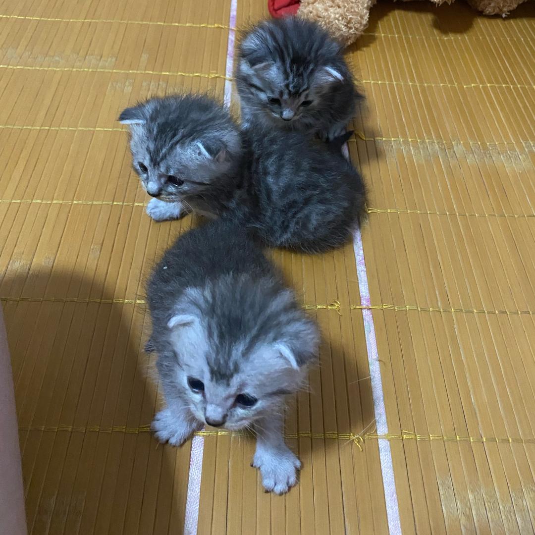 王丹丹