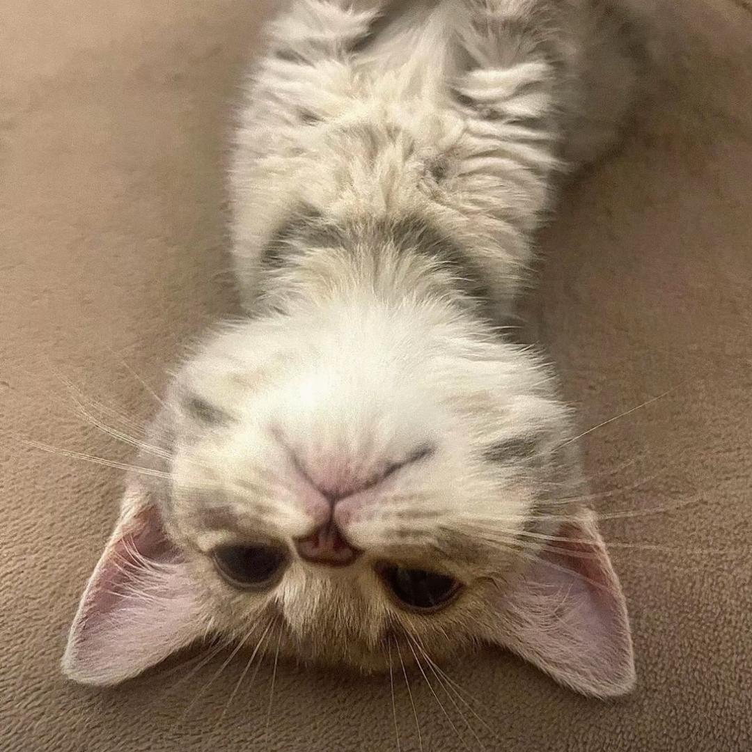 晚安0.o