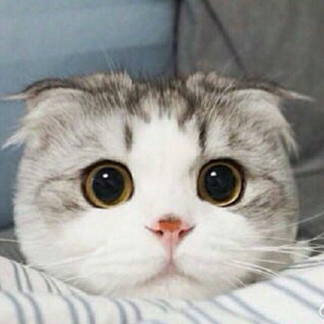 烬（三角洲行动）