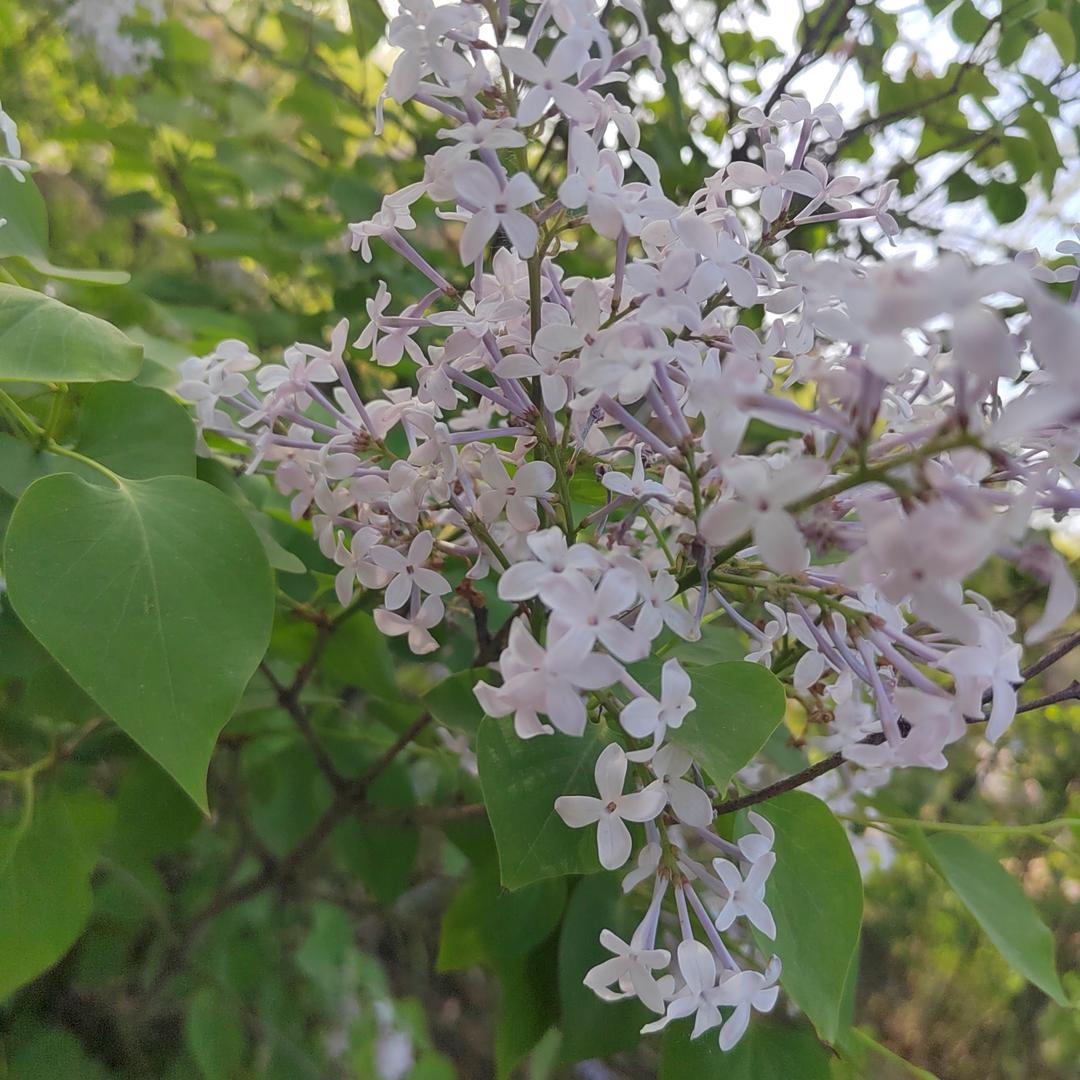 可狄珝😜钢材（酸洗冷硬）