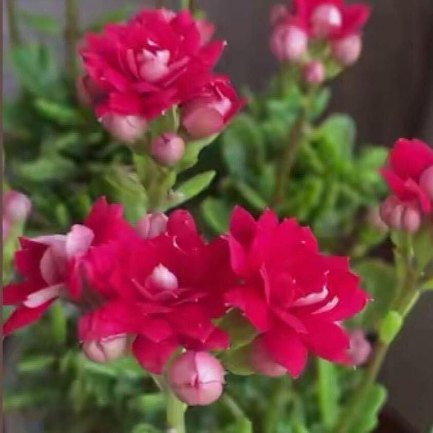 美美花开（花不言）