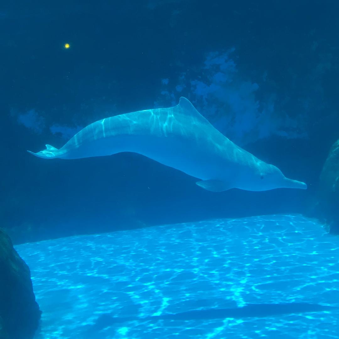 强子    【爱户外】