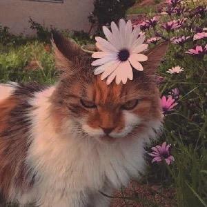 Daisy-时镜