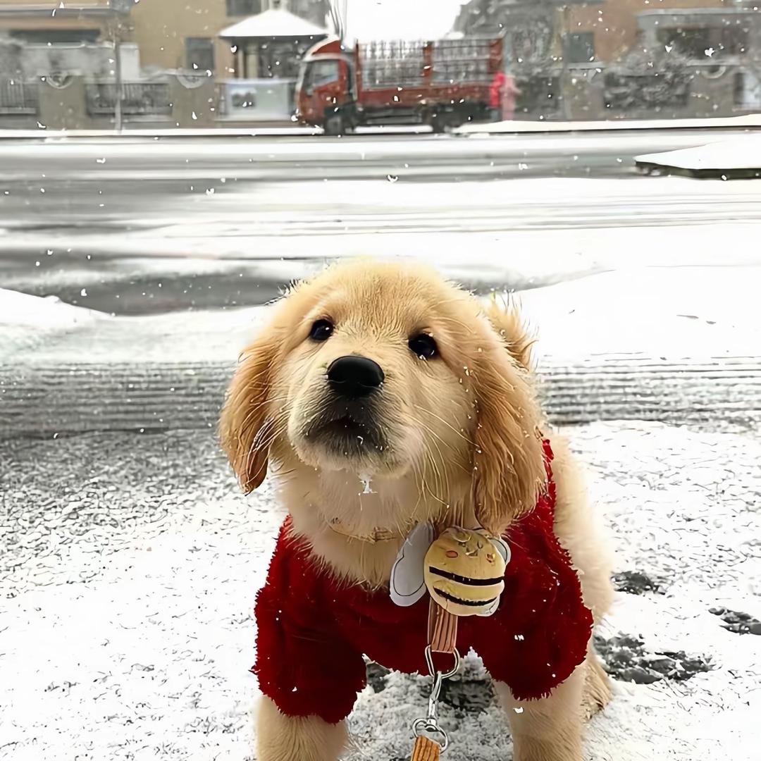 思恋最遥不可及