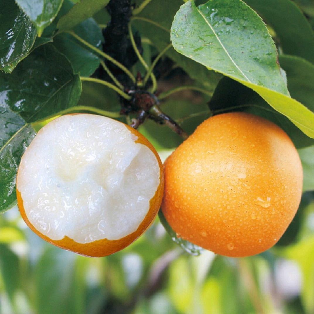 星果优选水果铺