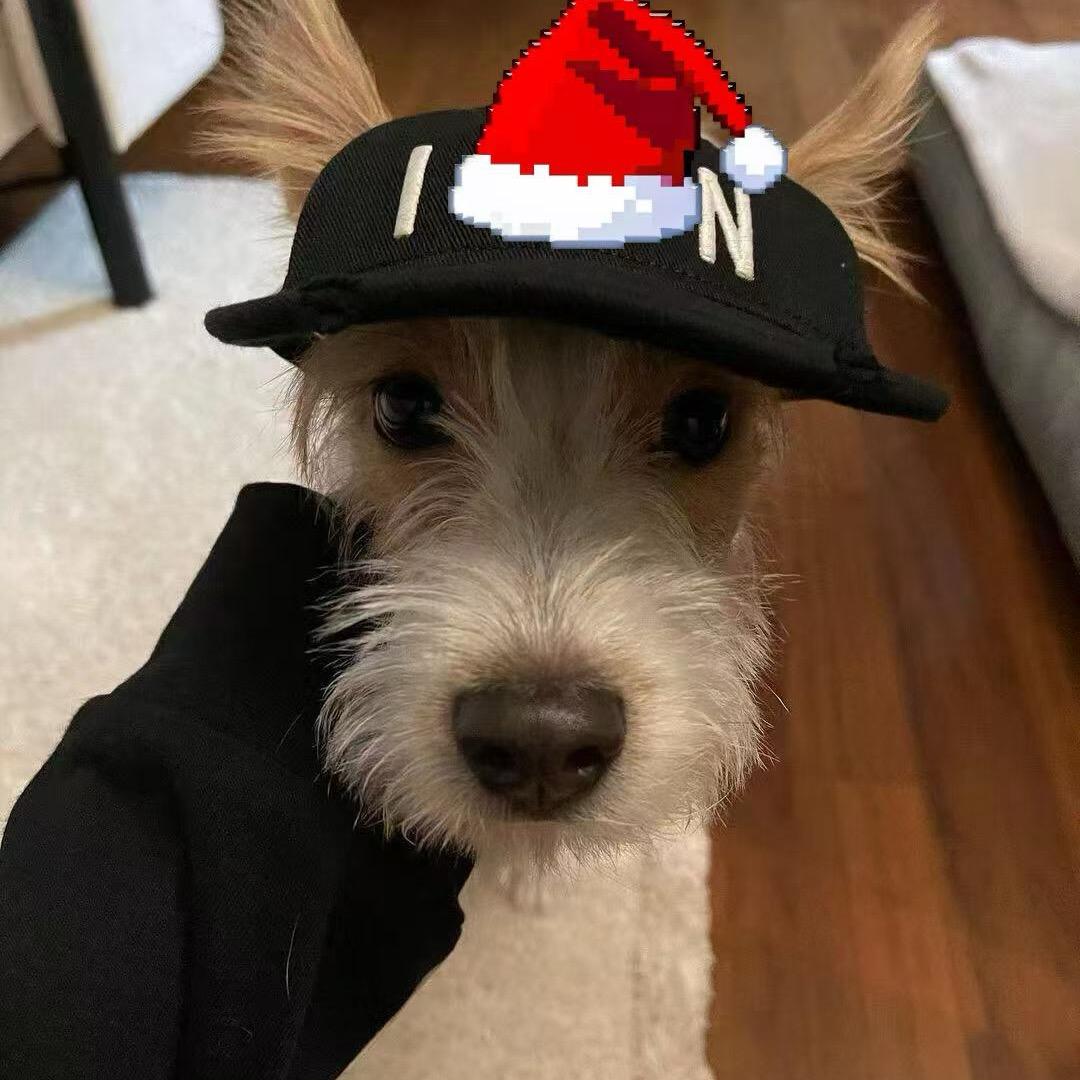 黉门街打盹的卷柏