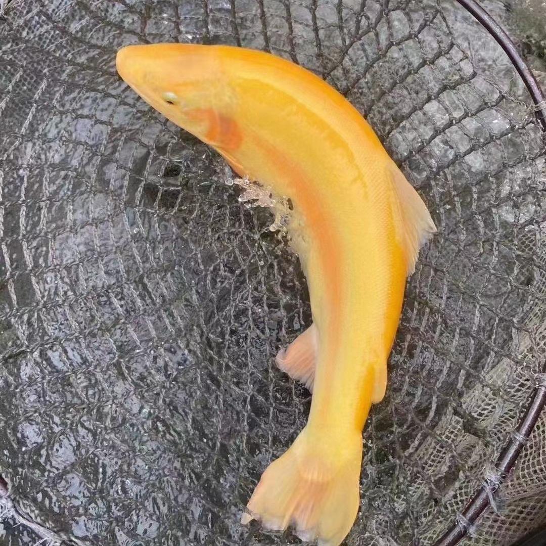 华忠