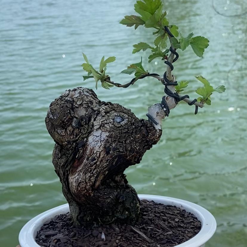 小陈盆景