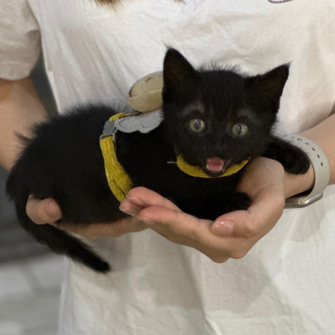 今天吃烤肉去呗