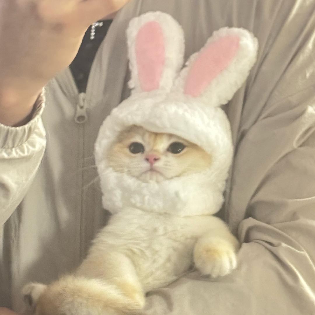 蛋花喵是只金猪猪