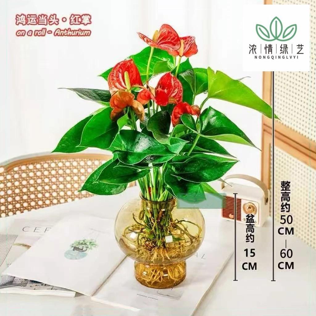 金谷园绿植基地