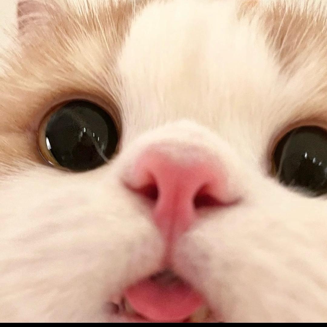 小猫桃桃奶盖