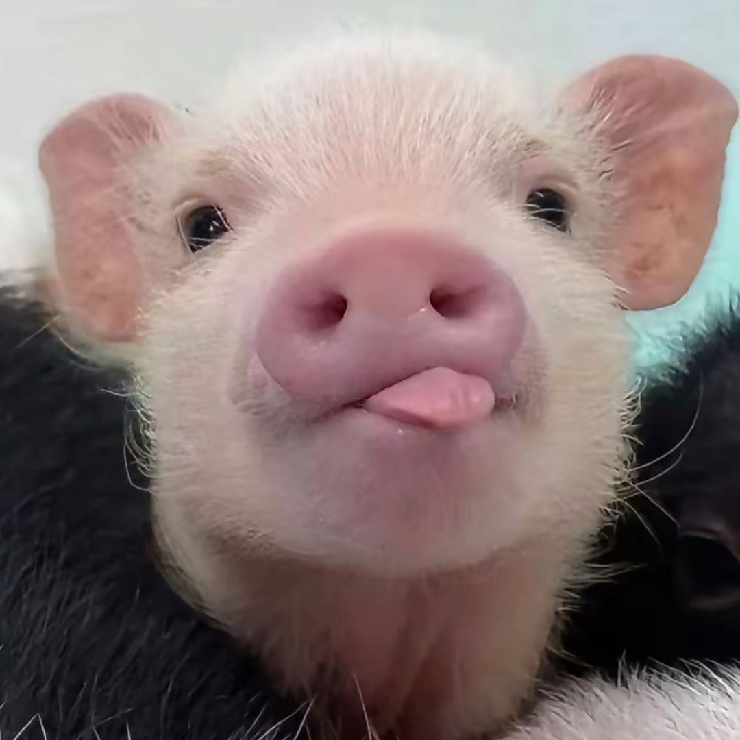 🐷富贵儿～