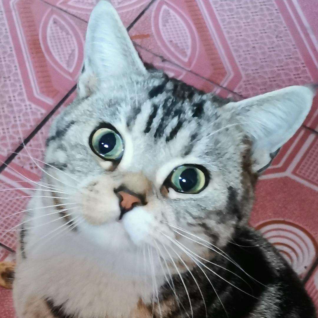 蓝桉💗