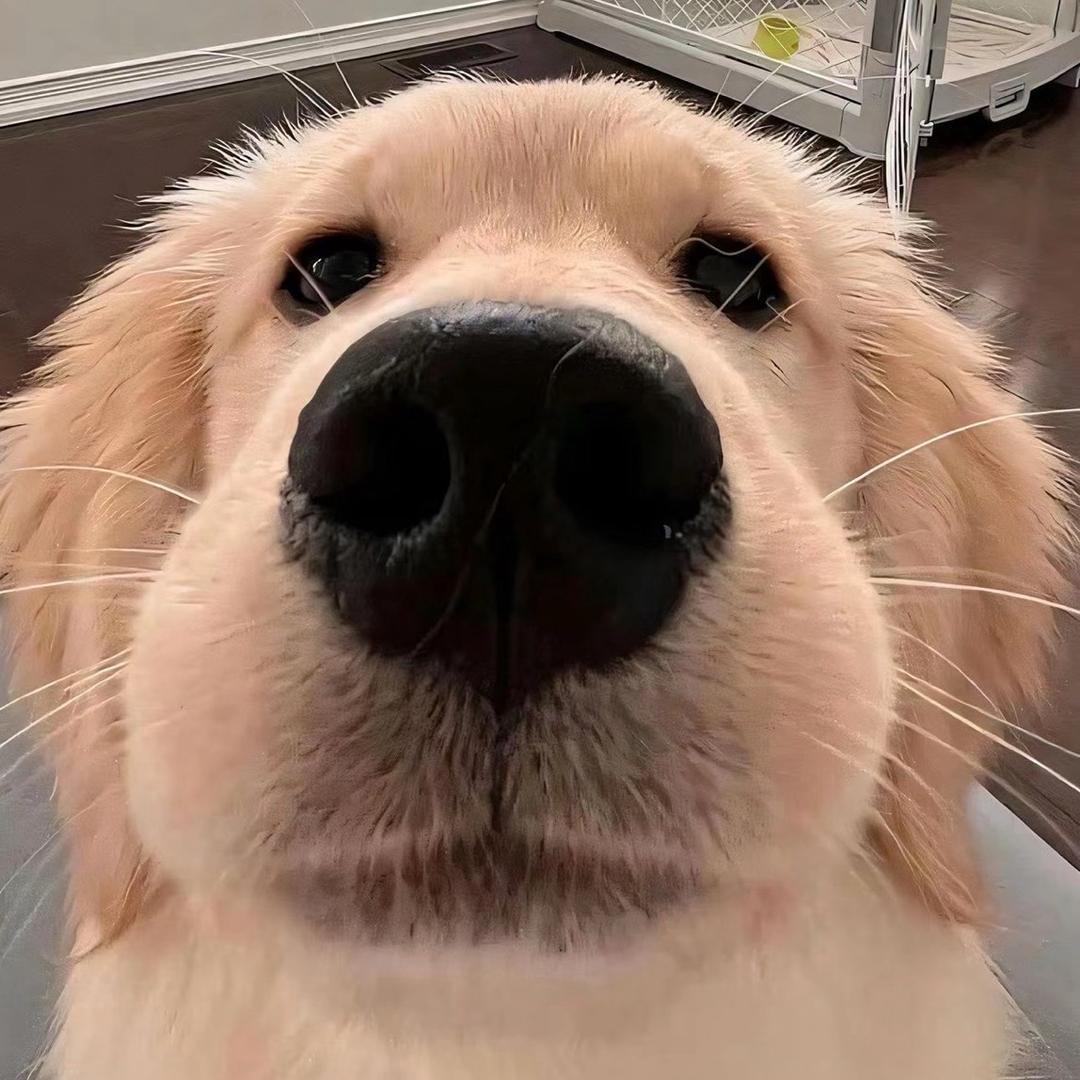 墨鱼仔