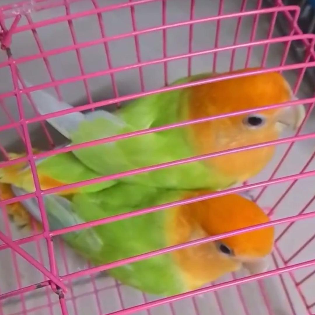 清清鹦缘