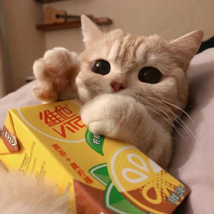 AAA建筑批发部猫哥