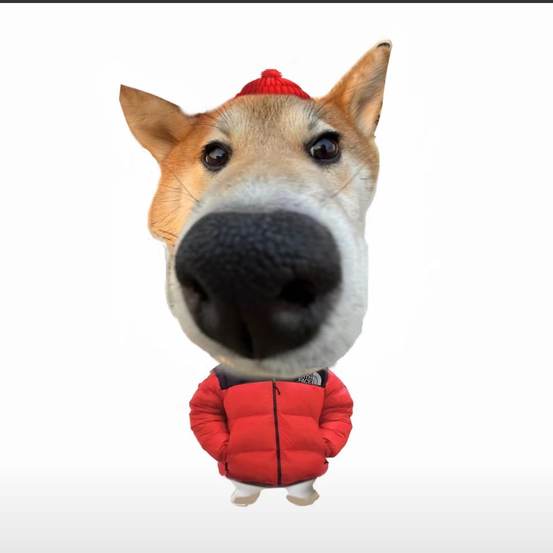 橘橘子.