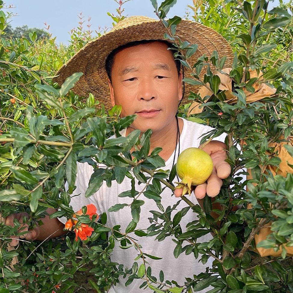 冠洋果树苗木专营店