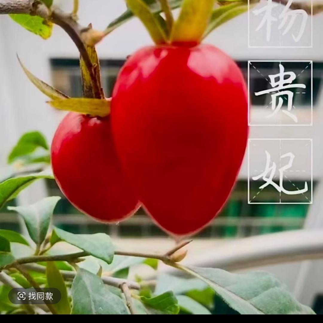 甘露园艺