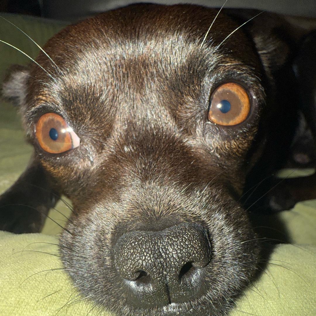 🐶我来福🐶