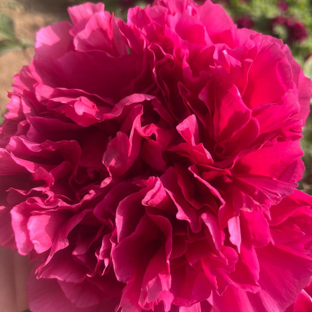 菏泽牡丹花农