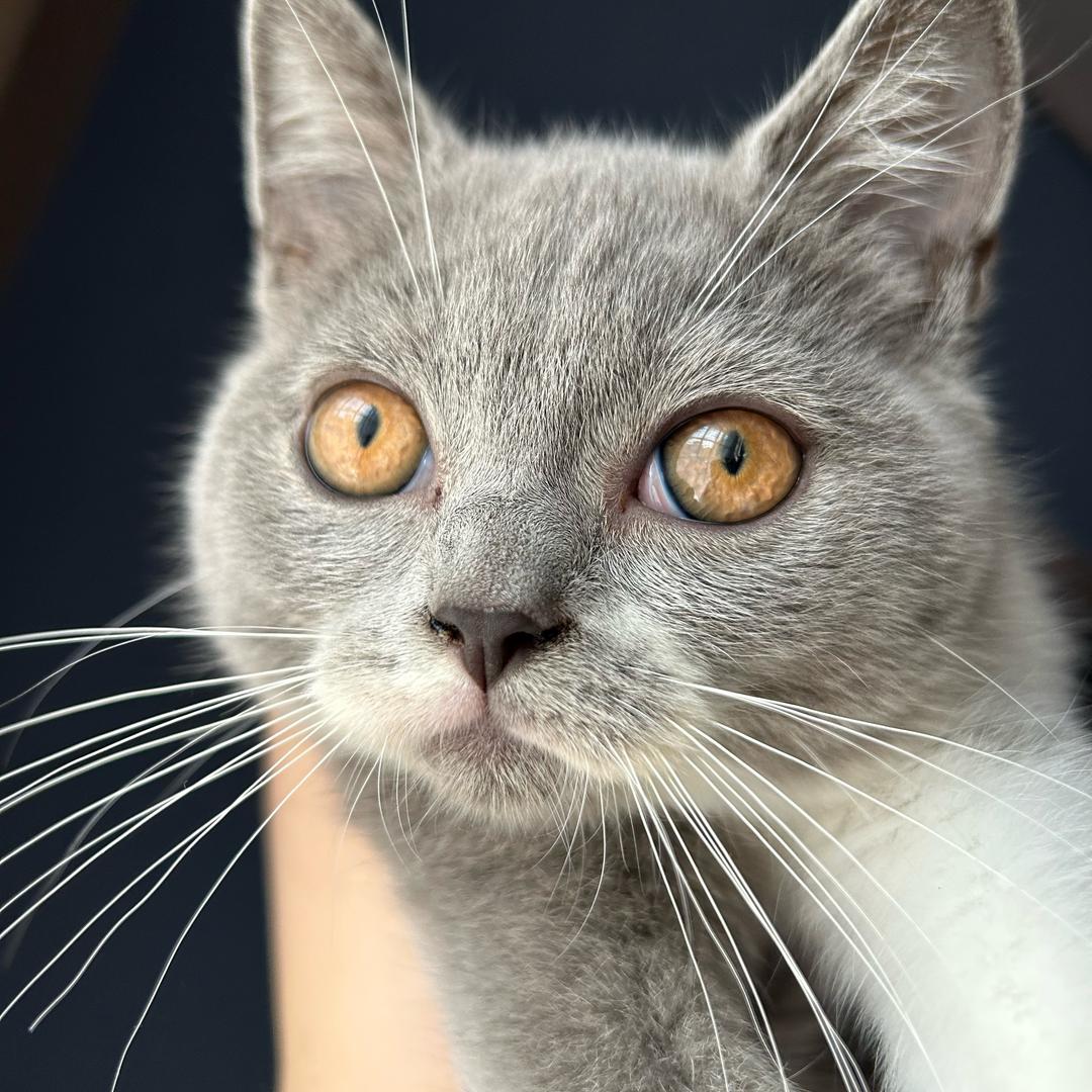 真猪奶茶