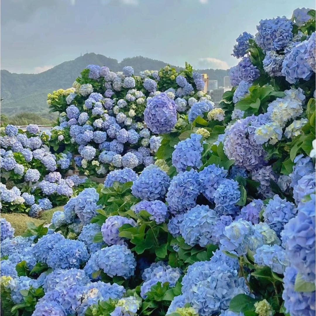 花开半夏园艺店
