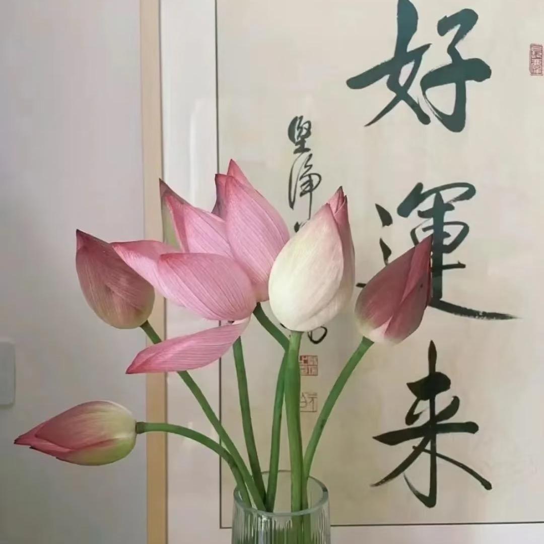 臻悦小胡分享集