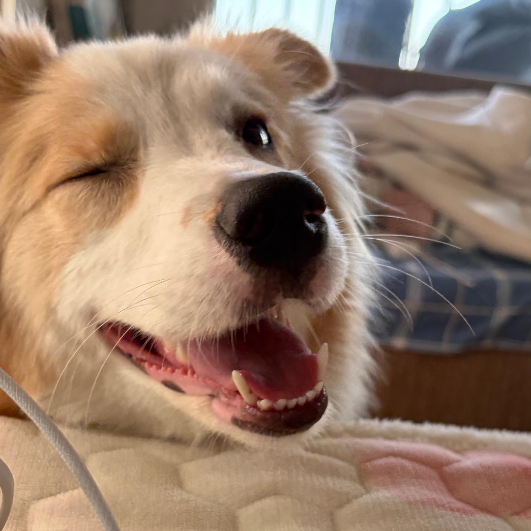 大耳朵（妞妞）