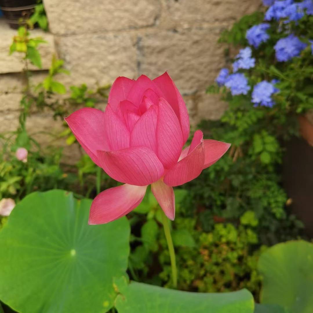 小维