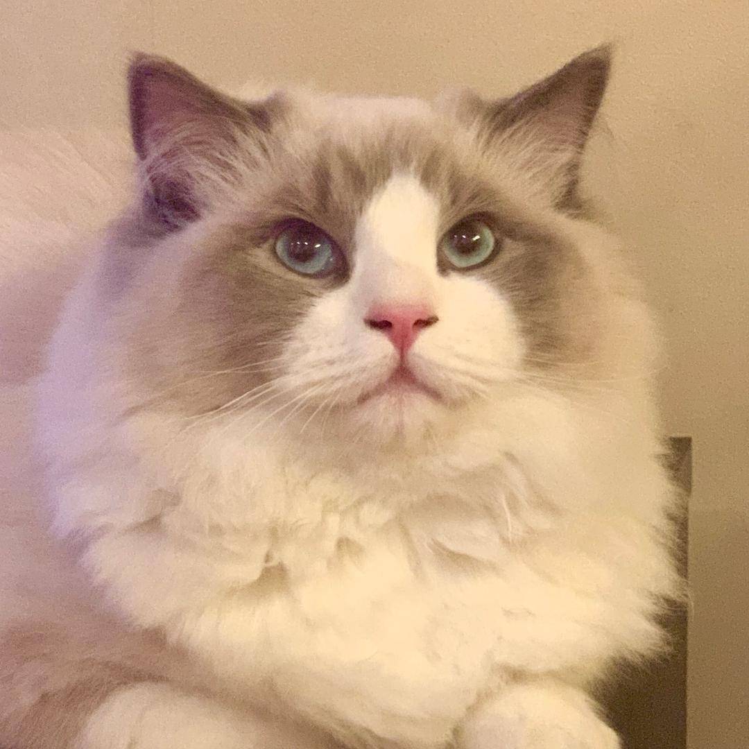 湛湛的布偶猫