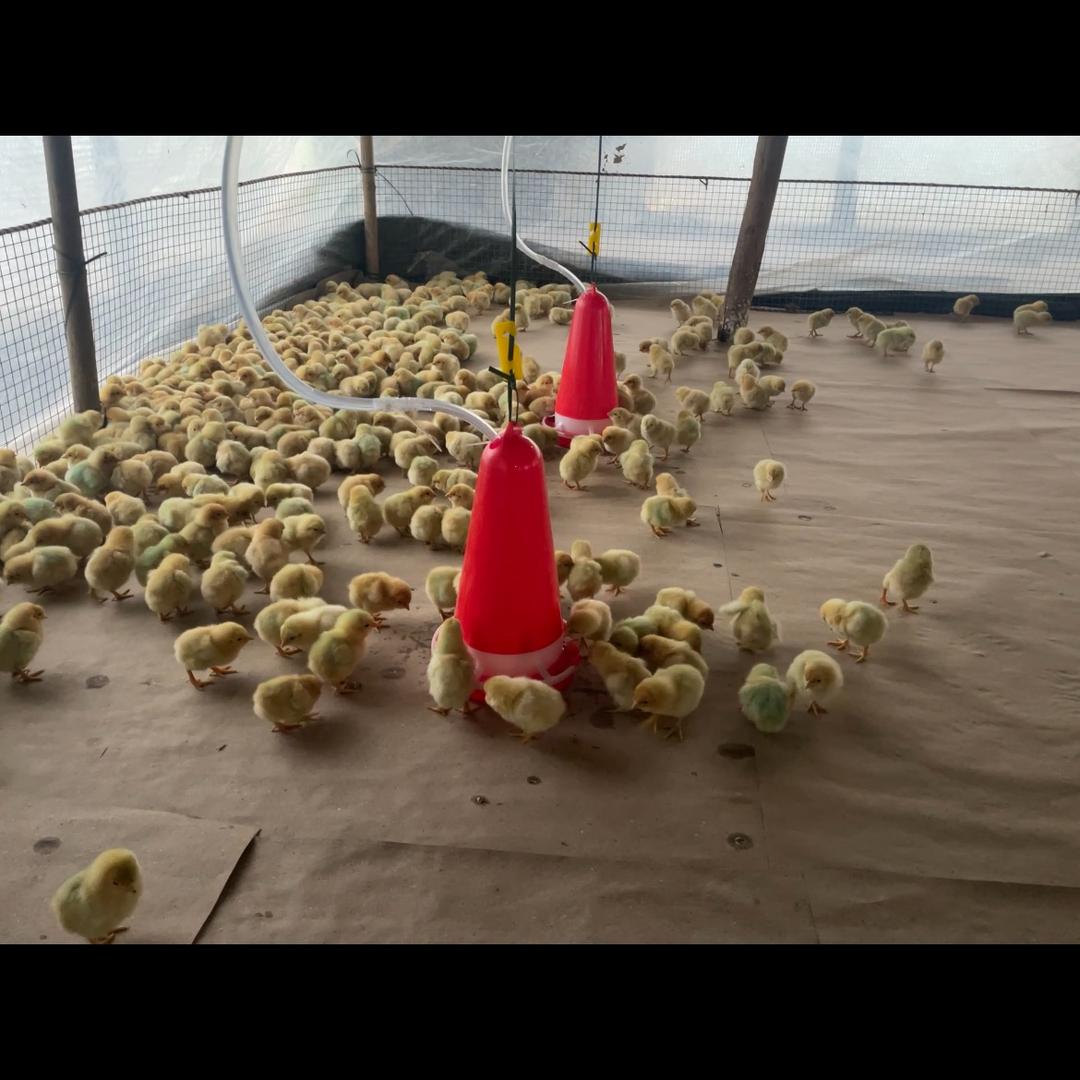 开平市金鸡镇东坑商店