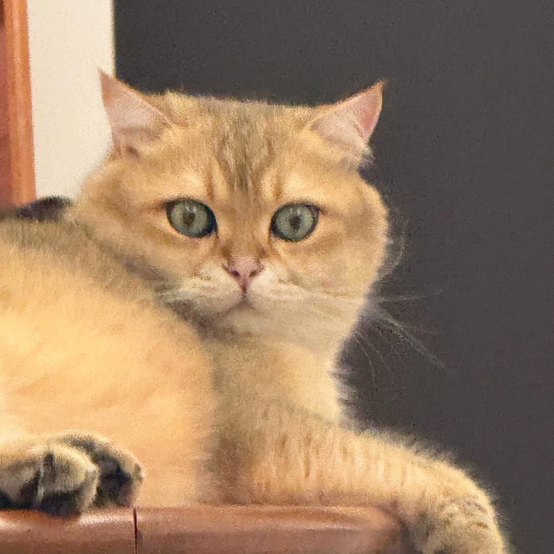 琪琪殷