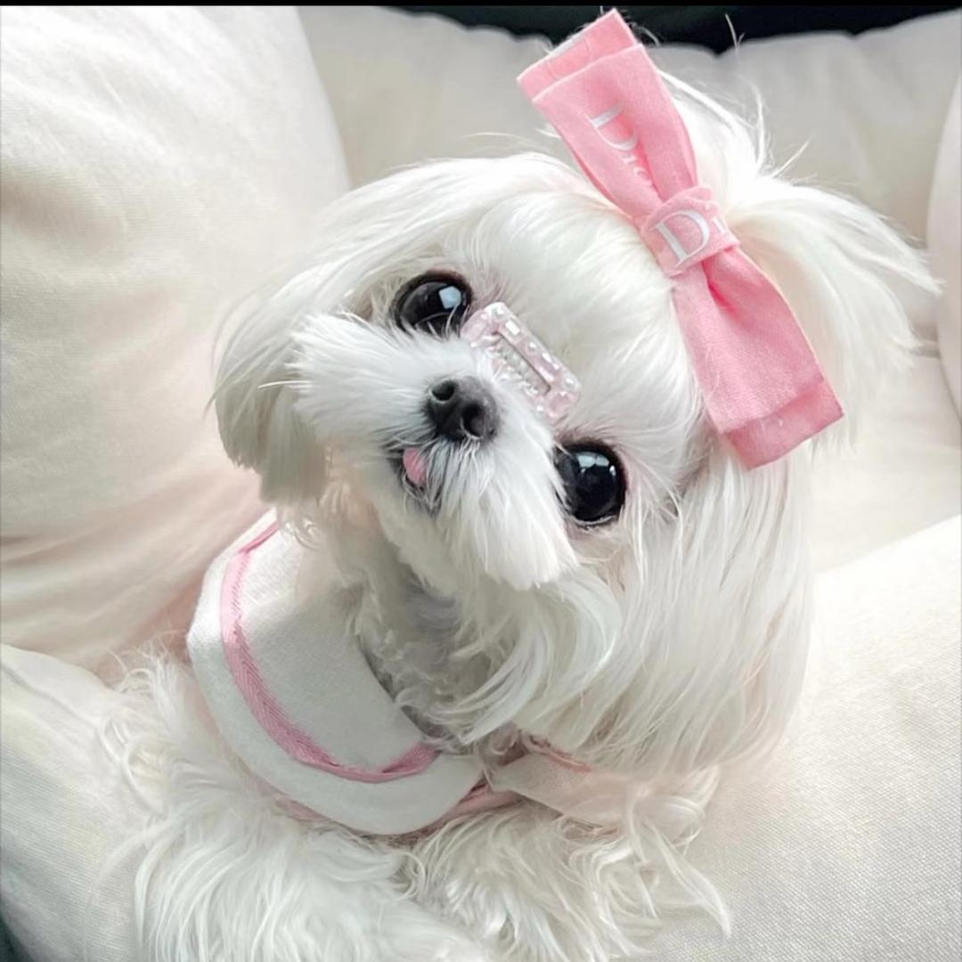 小不点
