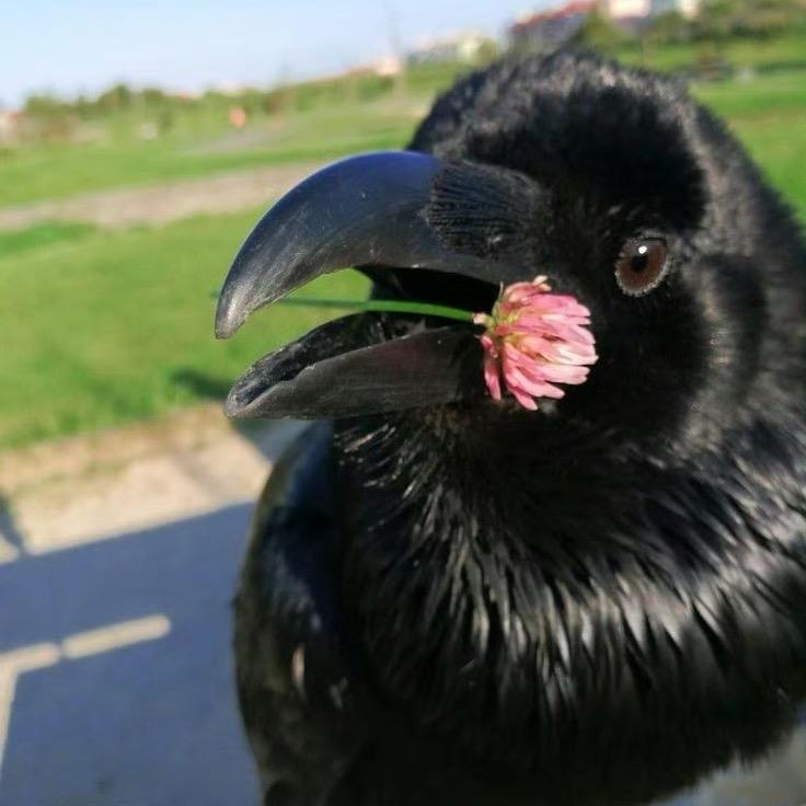 烏鴉🐦‍⬛(许嵩全球代言人)