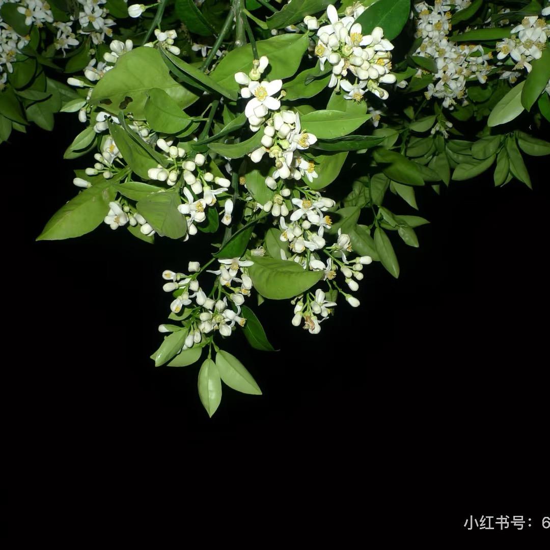 睡眠主理人