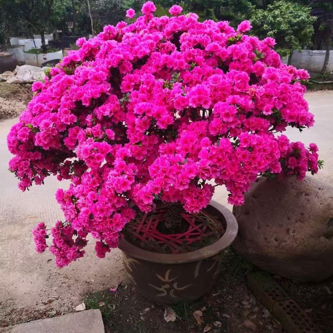 幸卉花卉