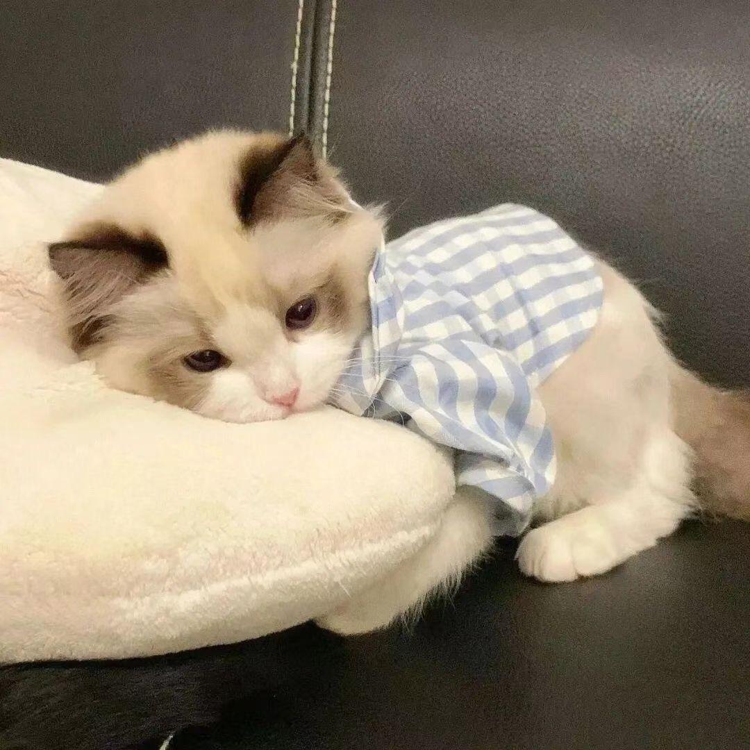 猫猫好可爱