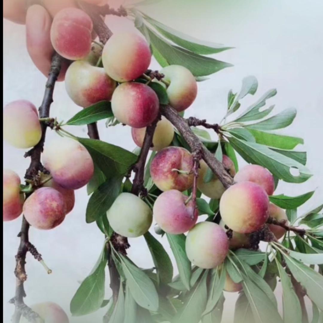 🌷你是我幸福的理由🌷