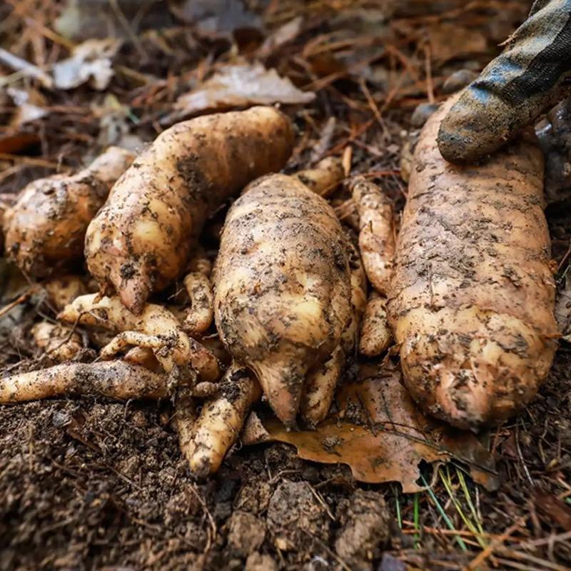 小许农家贵州木房子网络科技有限公司专卖店