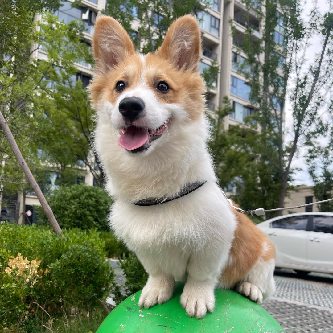 仔仔小短腿.