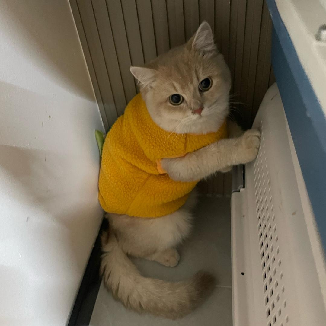 清柠味的桃桃✨