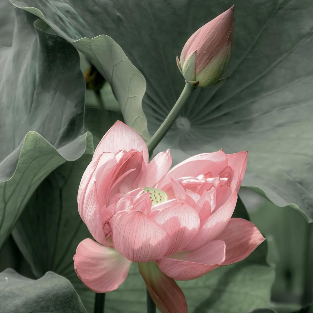 菠萝味的凤梨