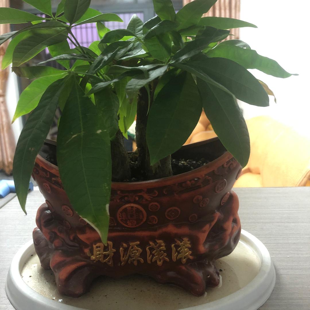 亚昌