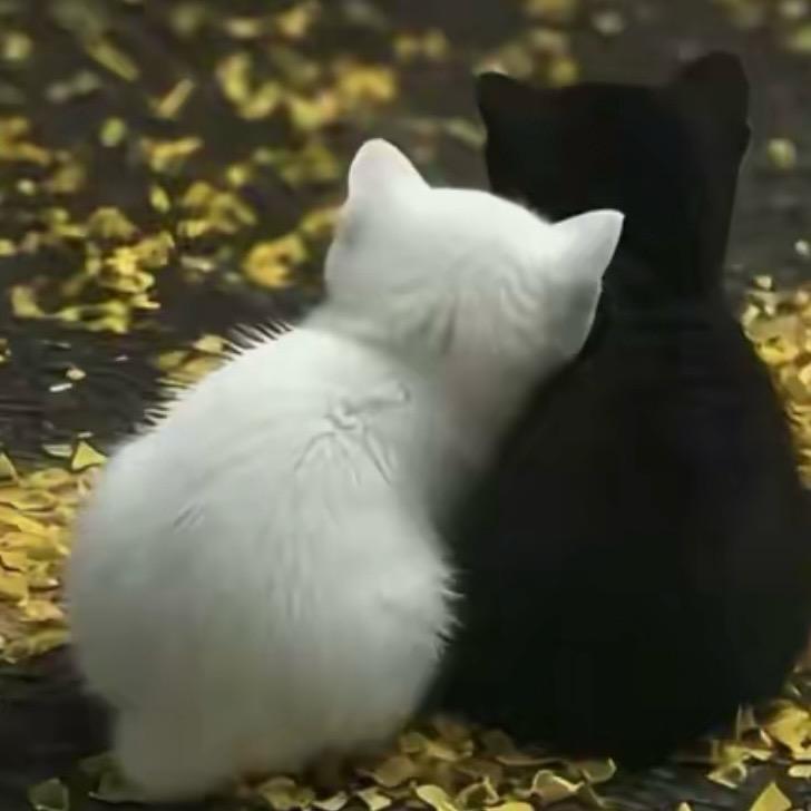 ༺王后ꦾ余生ꦿ҉࿐